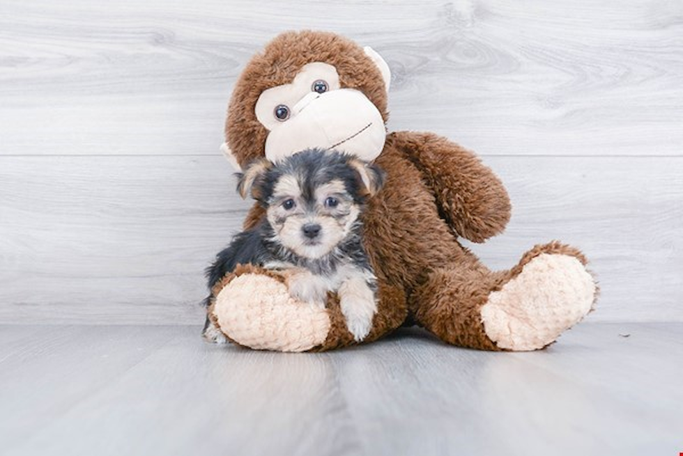 Morkie Puppy for Adoption