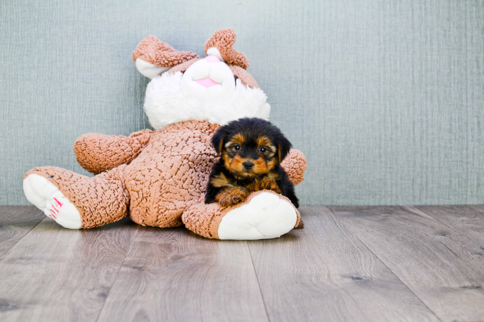 Meet Nugget - our Yorkshire Terrier Puppy Photo 