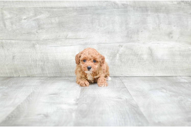 Friendly Maltipoo Baby