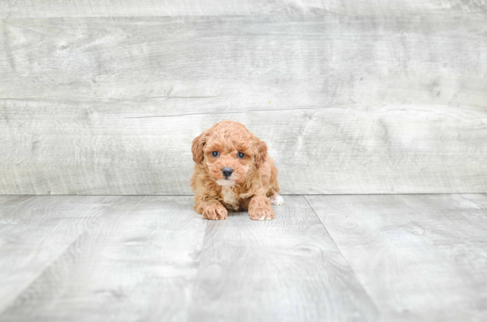 Friendly Maltipoo Baby