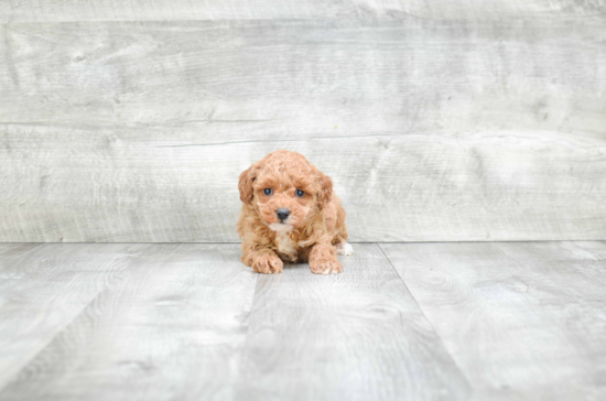 Friendly Maltipoo Baby