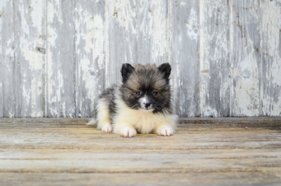 Small Pomeranian Purebred Pup