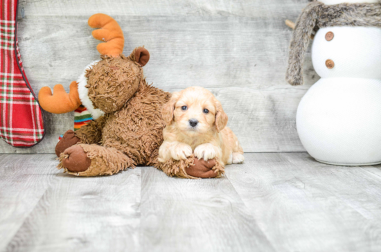 Cavachon Pup Being Cute