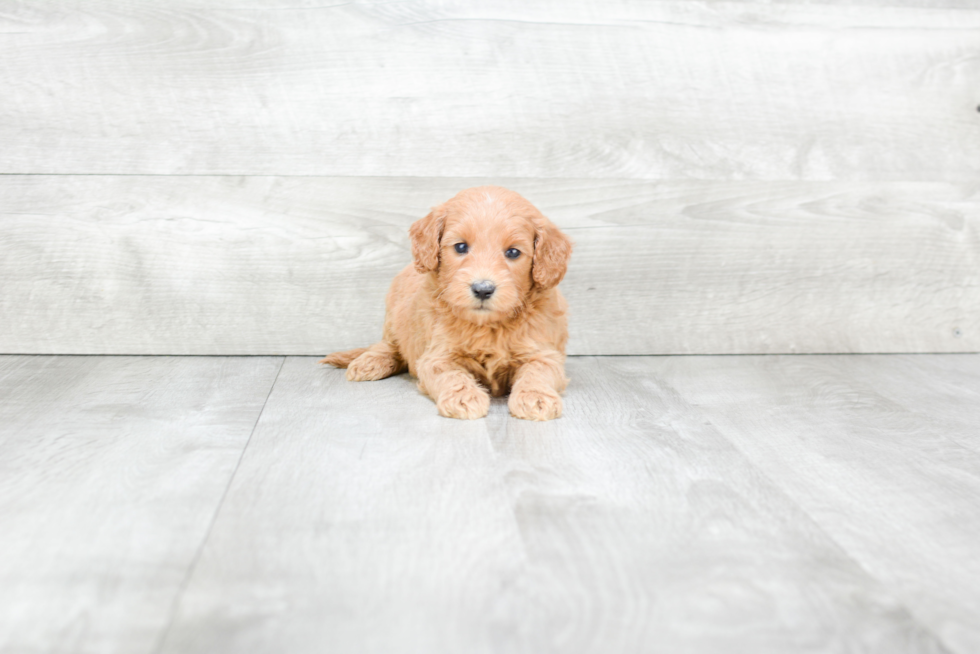 Best Mini Goldendoodle Baby