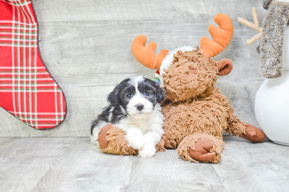 Small Havanese Purebred Pup