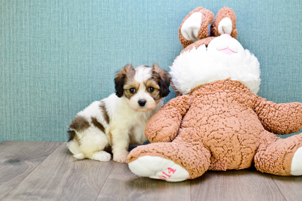 Little Cavalier Designer Puppy