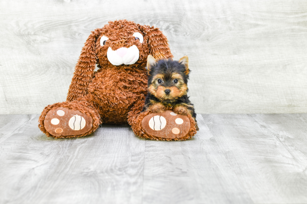 Meet Victoria - our Yorkshire Terrier Puppy Photo 