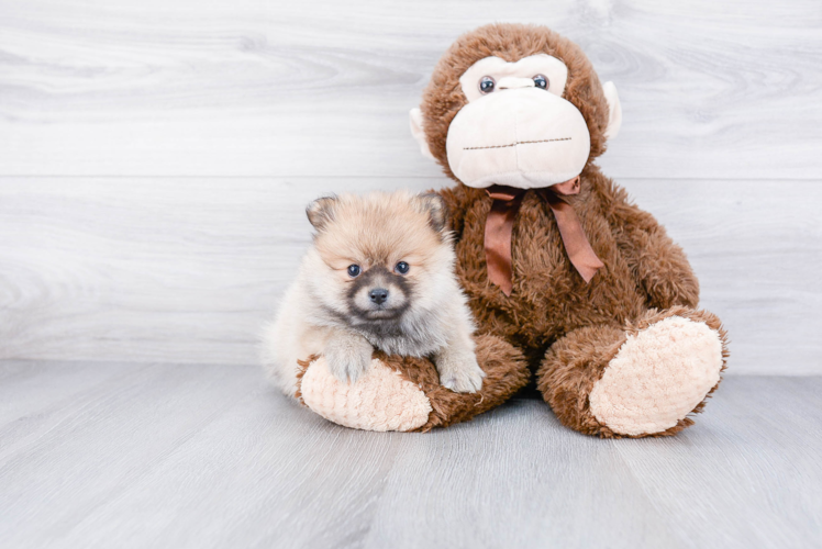 Best Pomeranian Baby