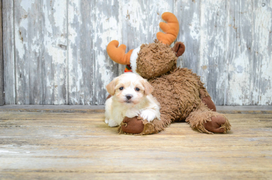 Best Maltipoo Baby