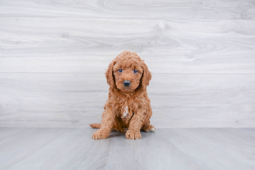 Sweet Mini Goldendoodle Baby