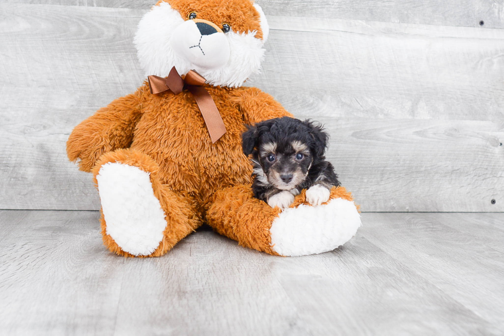 Mini Aussiedoodle Pup Being Cute