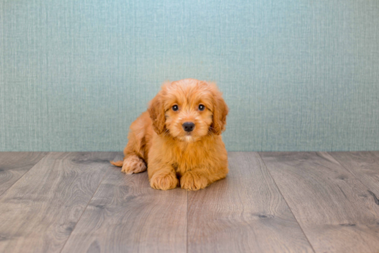 Best Mini Goldendoodle Baby