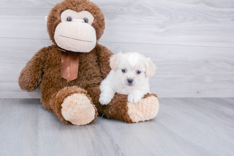 Happy Havanese Purebred Puppy