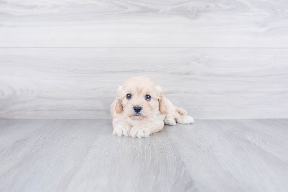 Fluffy Cavachon Designer Pup