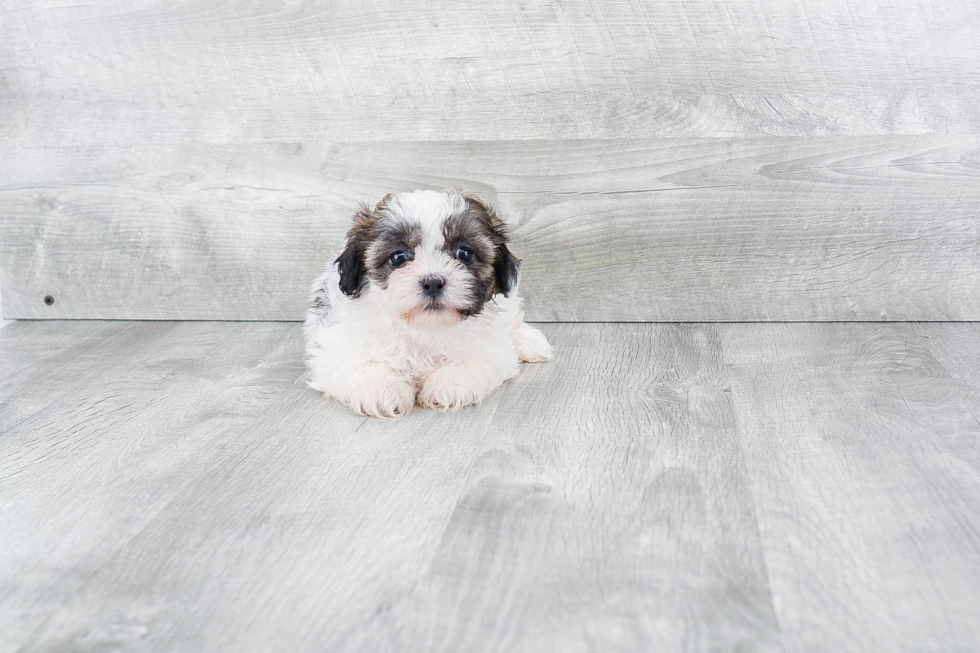 Hypoallergenic Shi Chon Designer Puppy