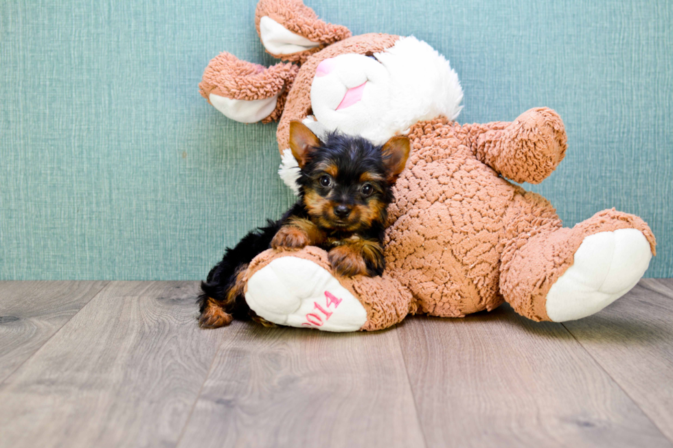 Meet Rascal - our Yorkshire Terrier Puppy Photo 