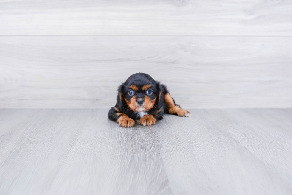 Best Cavalier King Charles Spaniel Baby