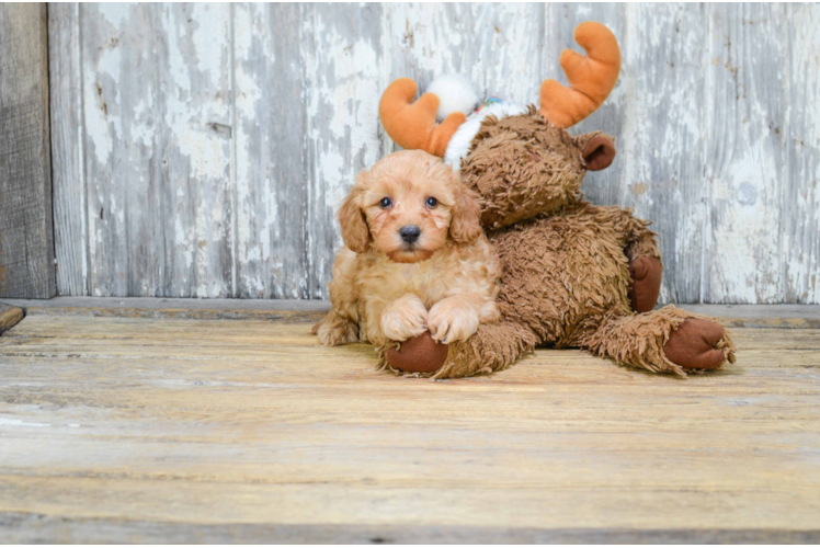 Little Cavoodle Poodle Mix Puppy