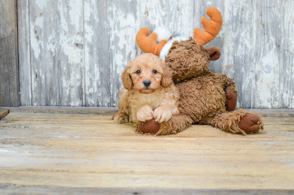 Little Cavoodle Poodle Mix Puppy