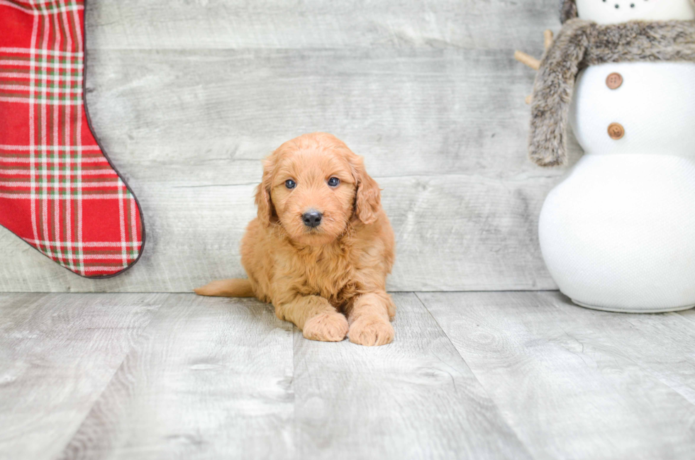 Small Mini Goldendoodle Baby