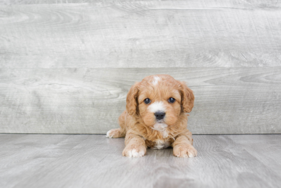 Funny Cavapoo Poodle Mix Pup