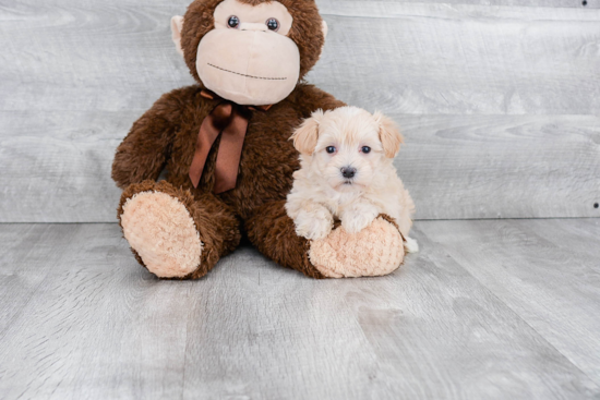 Maltipoo Puppy for Adoption