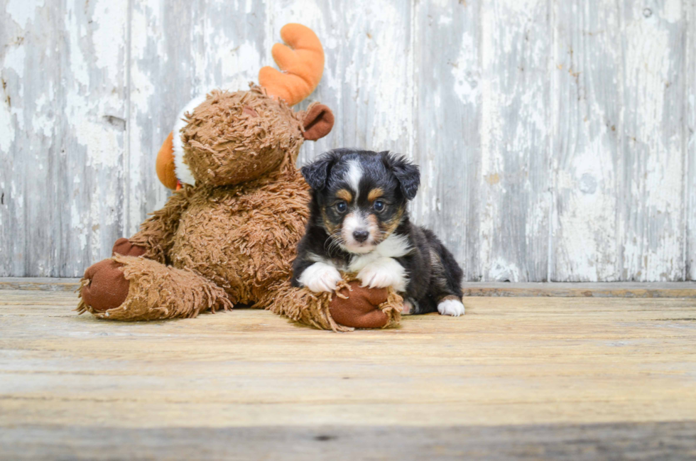 Best Mini Aussiedoodle Baby