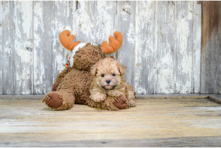 Morkie Pup Being Cute