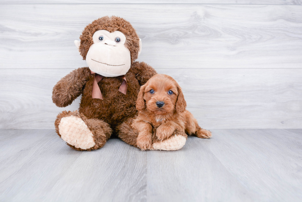 Best Cavapoo Baby