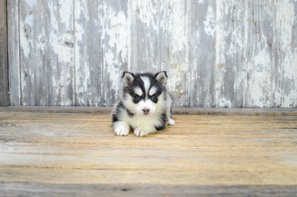 Friendly Pomsky Baby