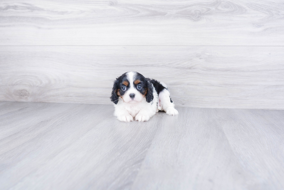 Playful Cavalier King Charles Spaniel Baby