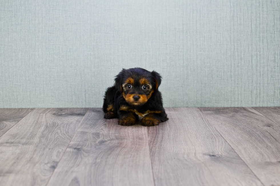 Meet Nugget - our Yorkshire Terrier Puppy Photo 