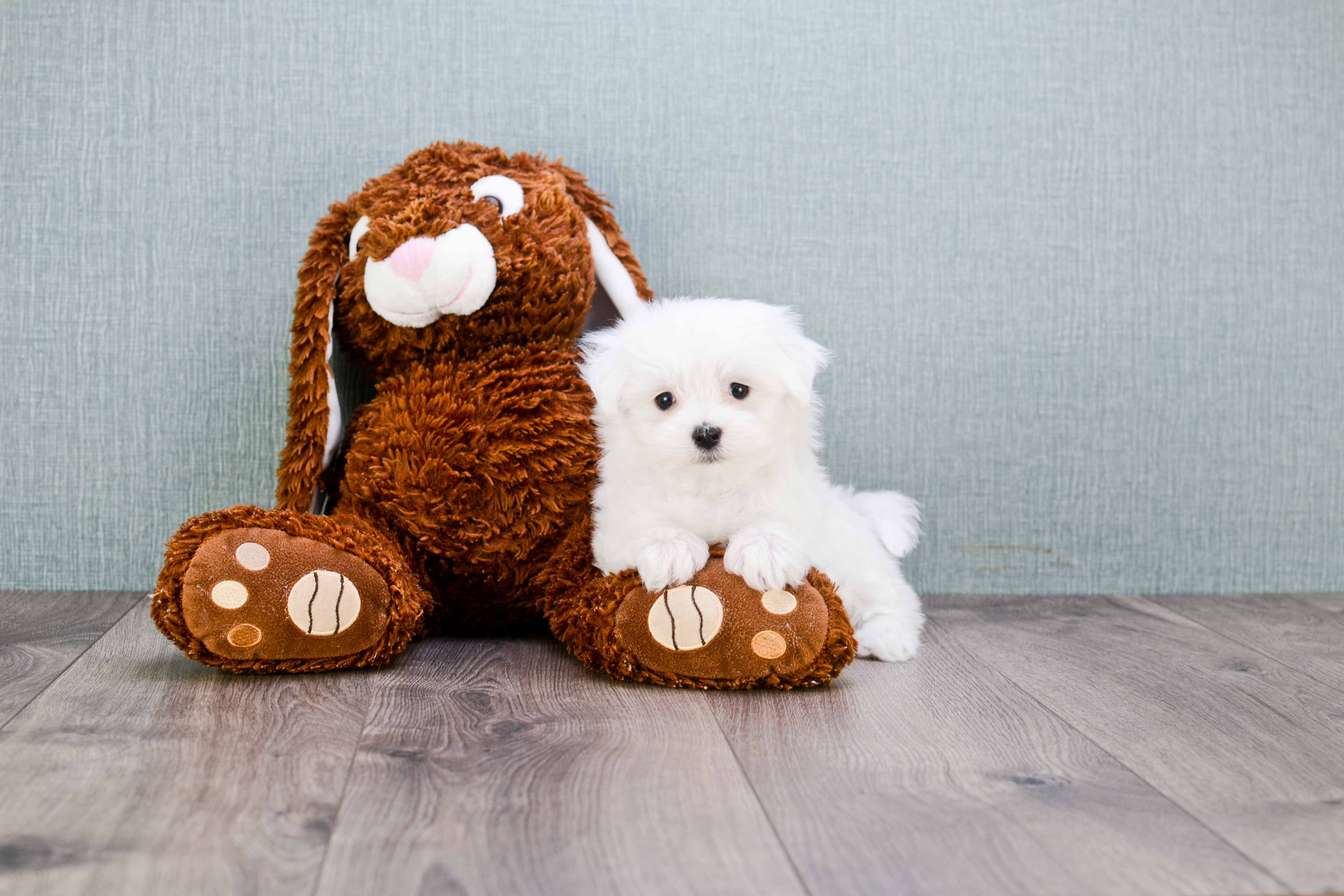 Best Maltese Baby