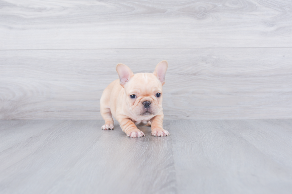 Popular French Bulldog Baby