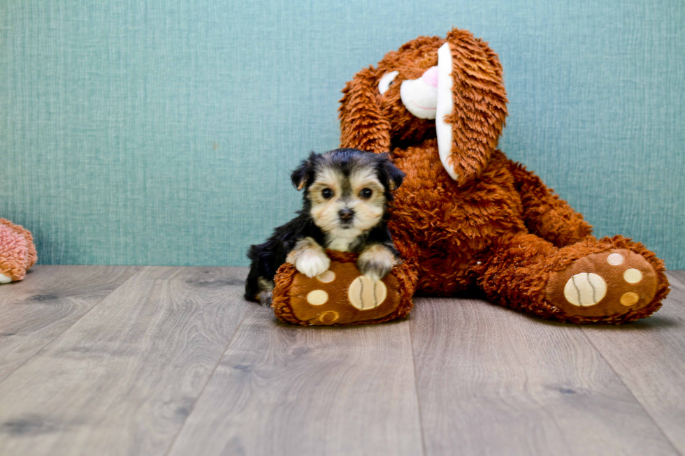 Morkie Puppy for Adoption