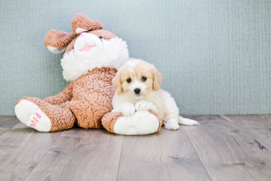 Cavachon Puppy for Adoption