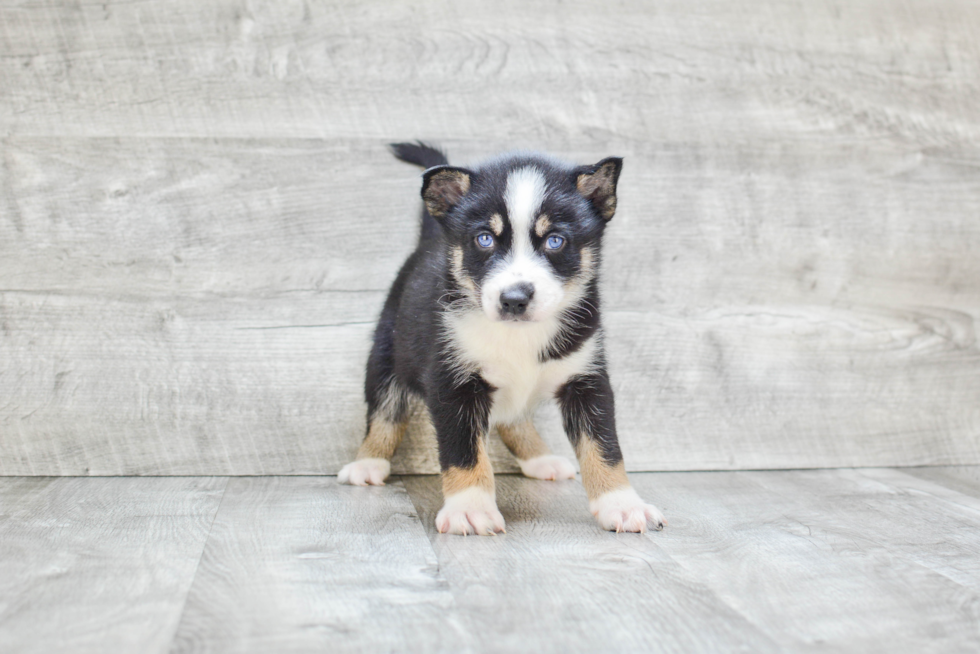 Pomsky Puppy for Adoption