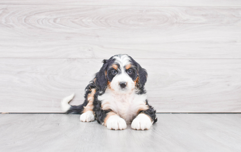 Mini Bernedoodle Puppy for Adoption