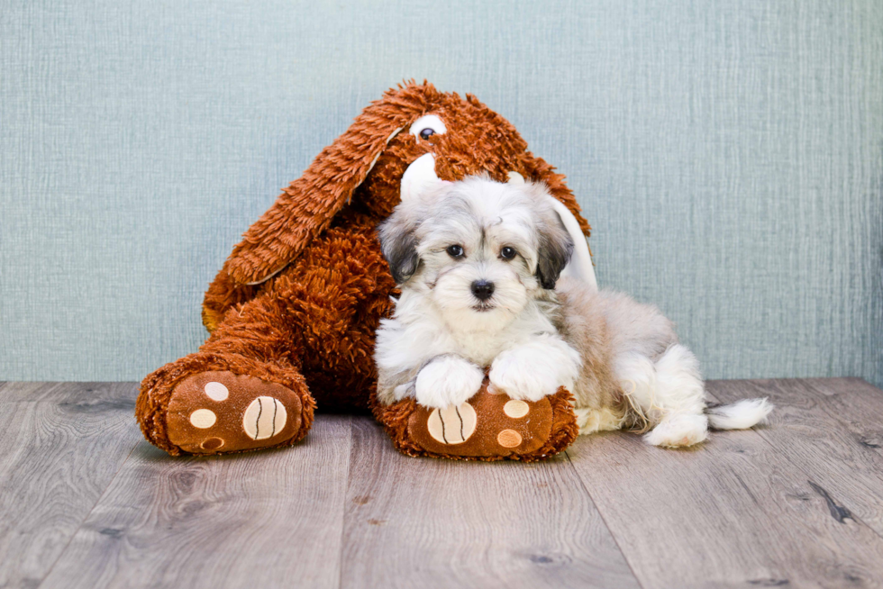 Little Havanese Purebred Pup