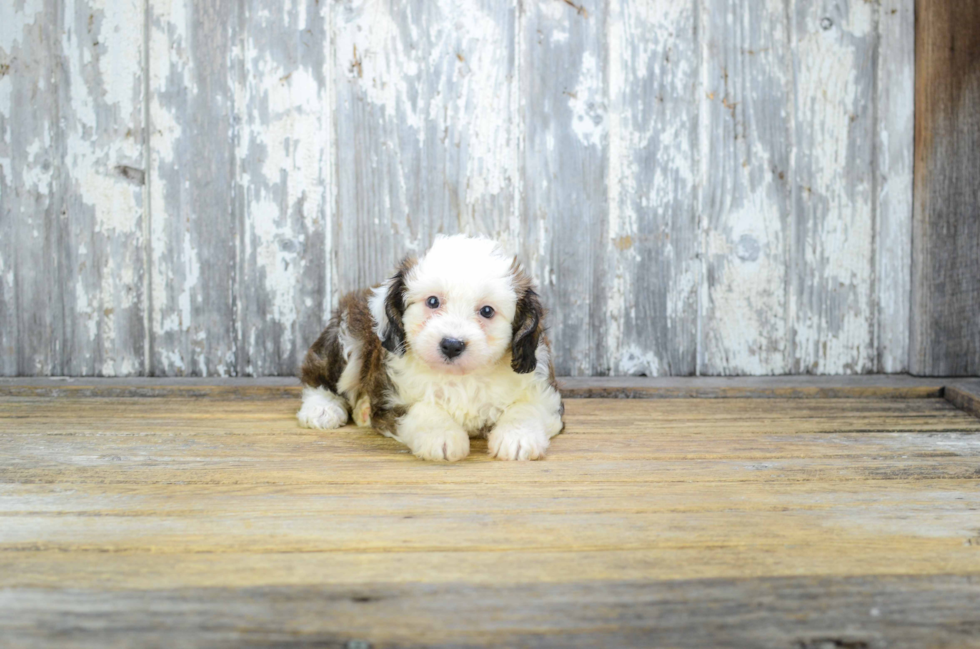 Smart Mini Aussiedoodle Poodle Mix Pup