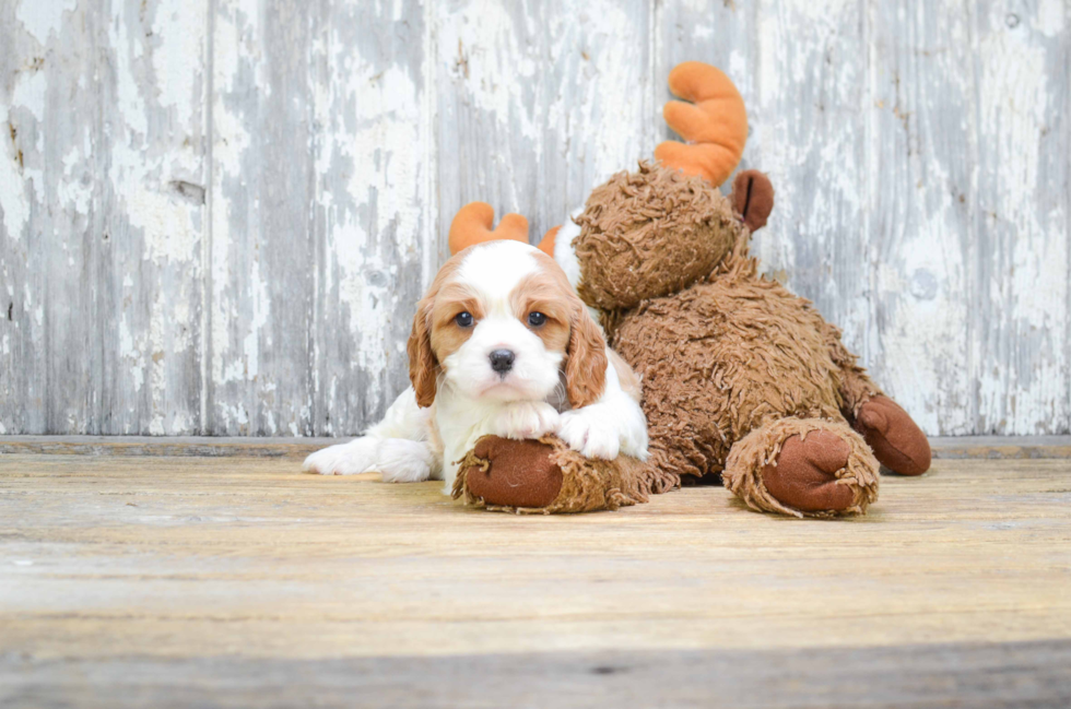 Best Cavalier King Charles Spaniel Baby