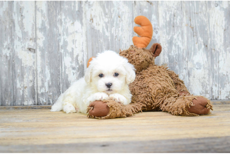 Happy Teddy Bear Baby