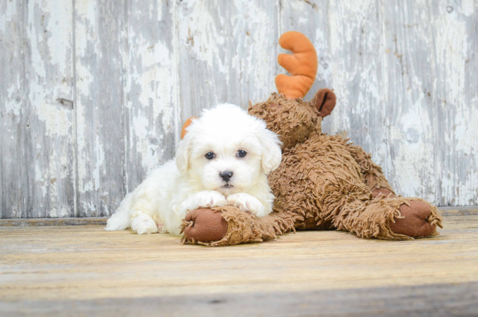 Happy Teddy Bear Baby