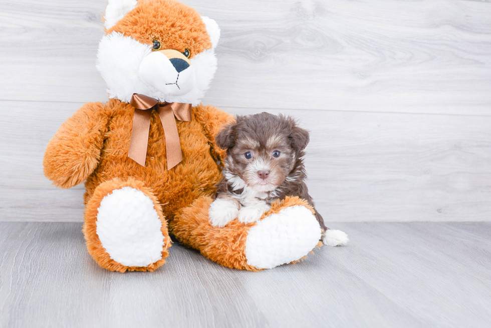 Energetic Havanese Purebred Puppy