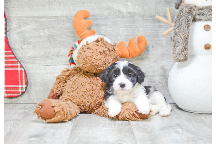 Havanese Pup Being Cute