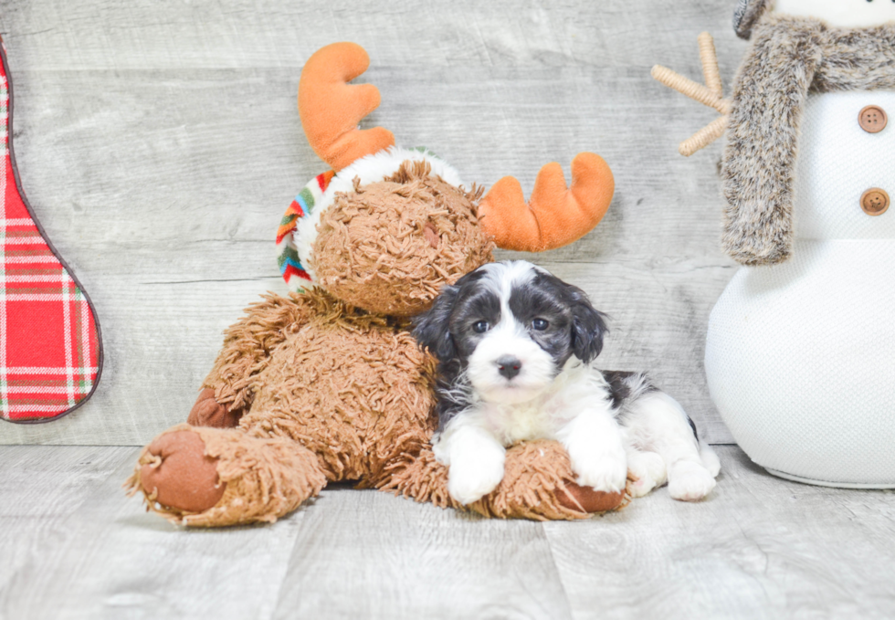 Havanese Pup Being Cute