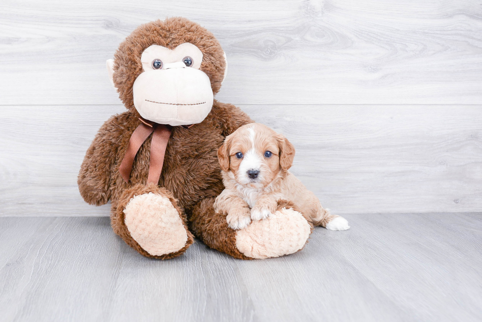 Cavapoo Pup Being Cute