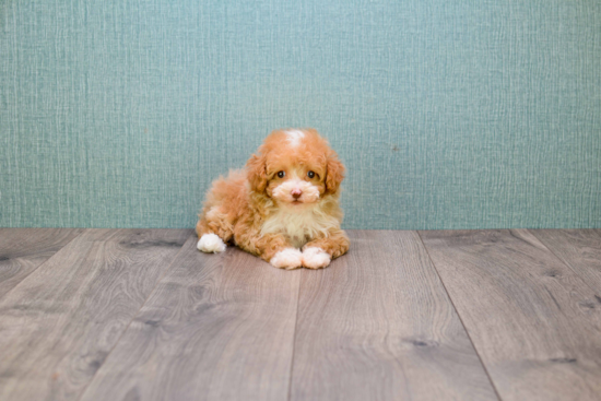 Adorable Cavoodle Poodle Mix Puppy