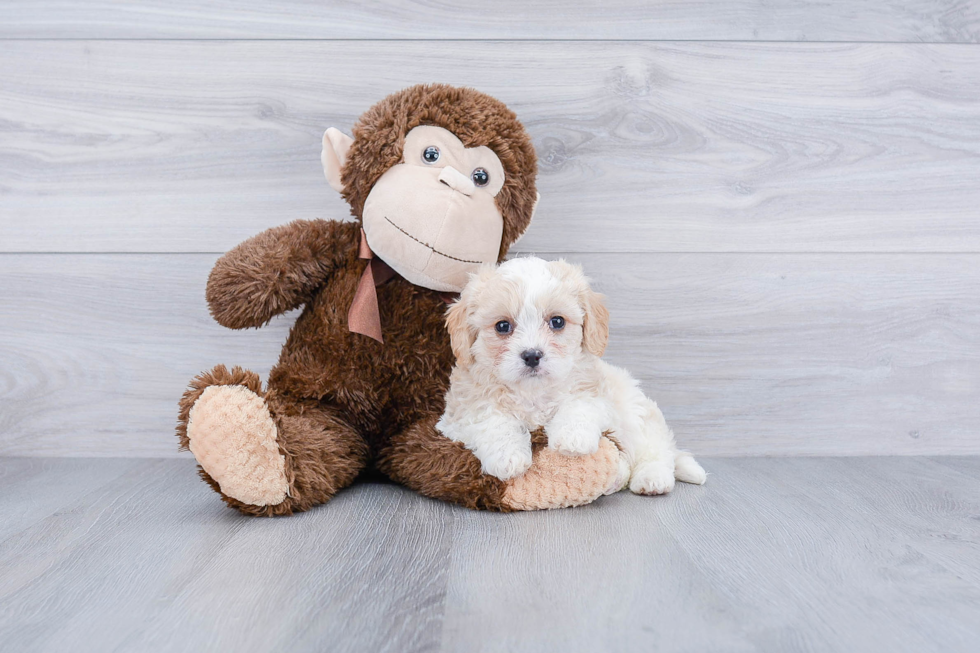 Happy Cavachon Baby