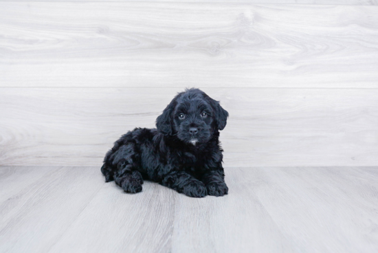 Mini Goldendoodle Pup Being Cute